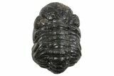 Long Partially Enrolled Austerops Trilobite - Morocco #296591-2